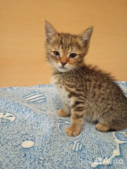 Котята