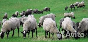 Овцы Романовской породы