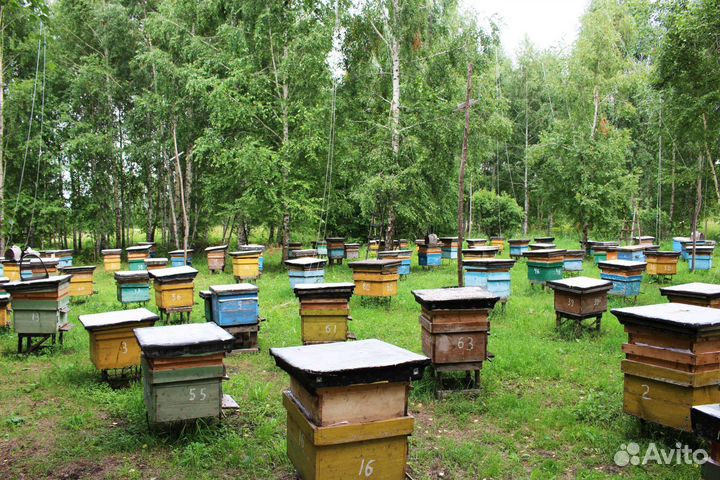 Пчелы пчелопакеты