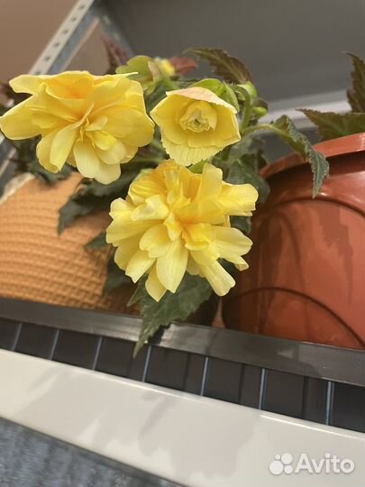 Беликонии, белины, иконии, солении и элатиорки