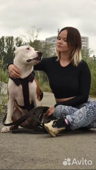 Дрессировка собак, Зоопсихолог, Кинолог - Онлайн