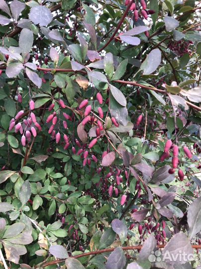 Саженцы дуба и др