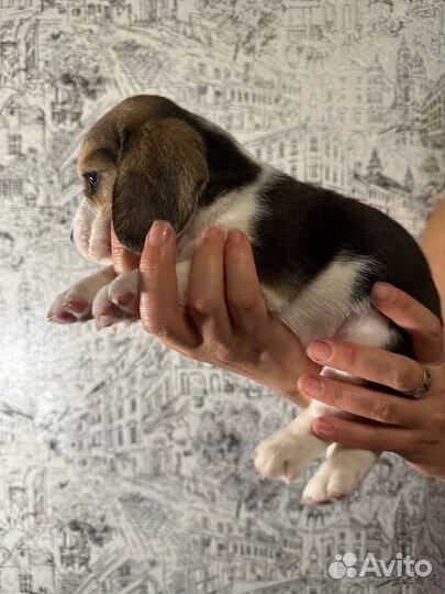 Щенки бигль