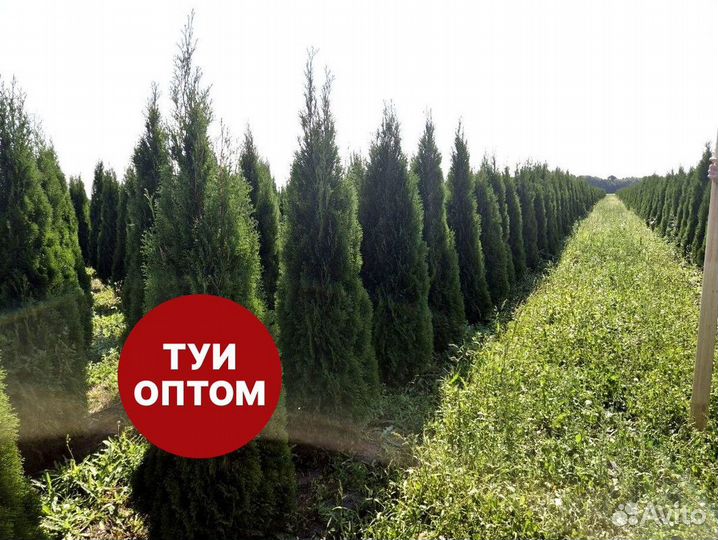 Туя смарагд рост 206 см /опт 150 шт