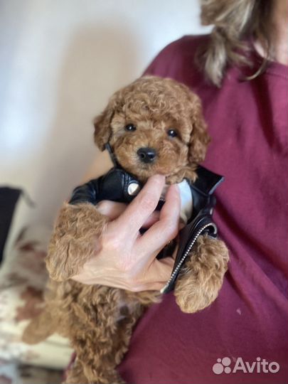 Той-пудель мальчик -красавчик