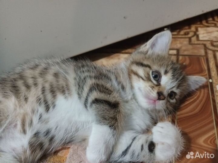 Подарю кошечку и котика 1,5 мес