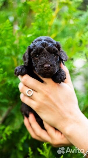 Щенки той -пуделя