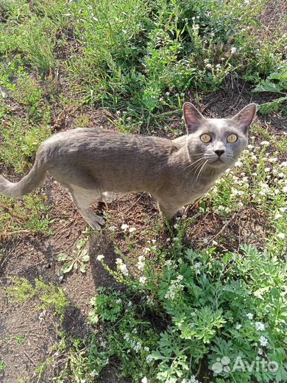 Котику нужен дом