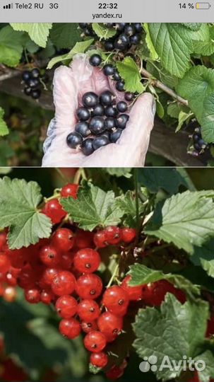 Саженцы Яблонь опт, розница