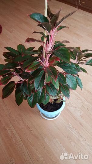 Аглоонема Крит