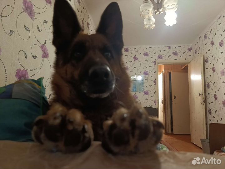 Дрессировка и воспитание собак