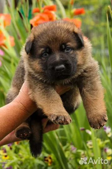 Щенки Немецкой овчарки