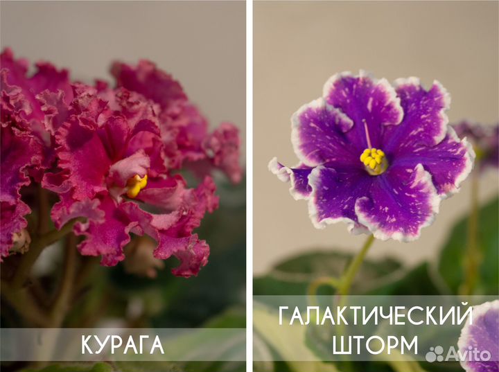 Сортовые фиалки