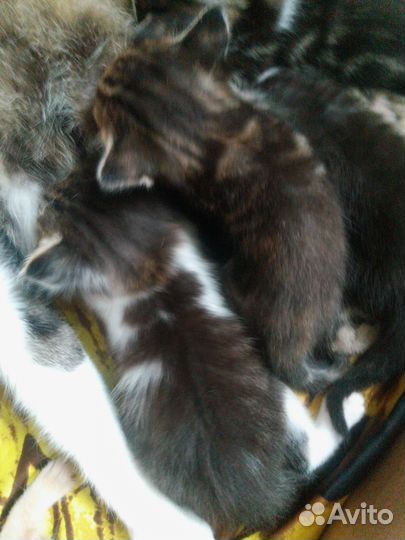 Котята в добрые руки