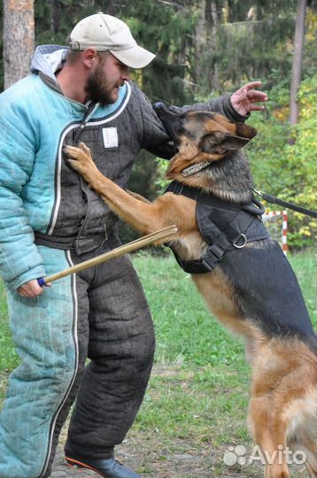 Дрессировка собак, Пермь