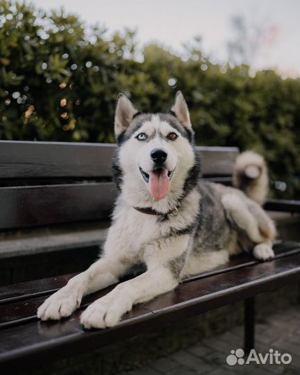 Сибирский хаски