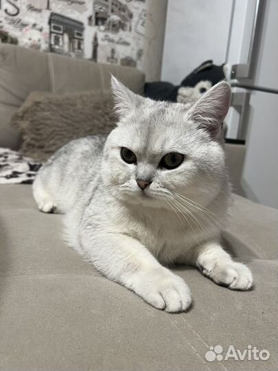 Британская серебристая шиншилла кот на вязку