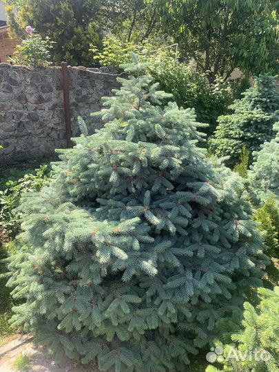 Ель Голубая колючая, крупномер