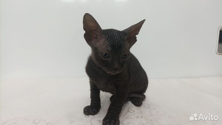 Котята донского сфинкса