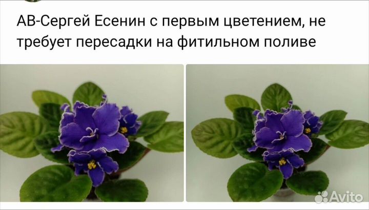 Фиалки сортовые