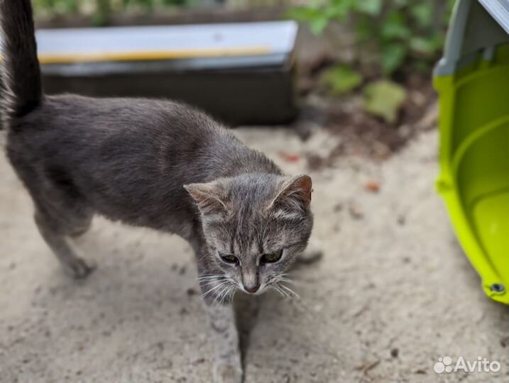 Котята в добрые руки бесплатно