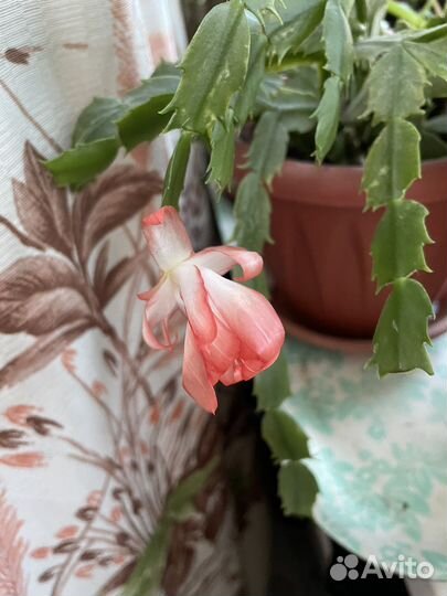 Декабрист шлюмбергера оранжевый с белым