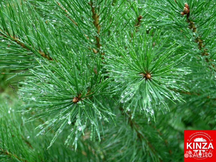 Сосна обыкновенная всех размеров