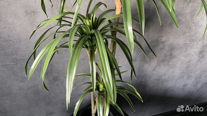Искусственная драцена 100см