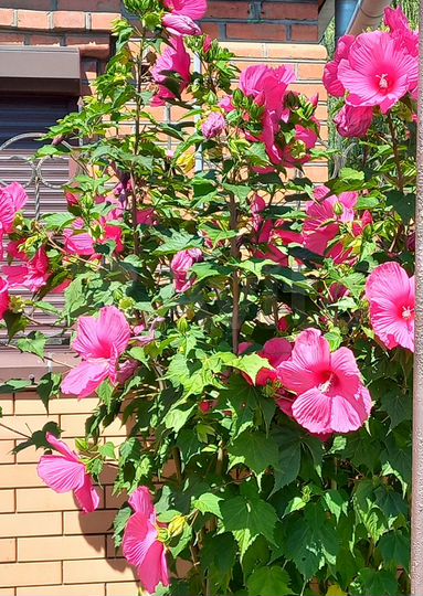 1-к. квартира, 21 м², 1/1 эт.