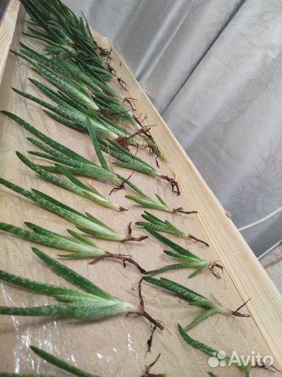 Алое вера лечебное детки