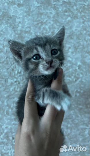 Котенок в добрые руки