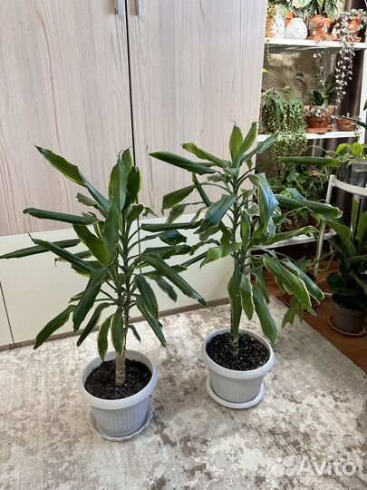 Драцена, сингониум, монстера большая, бегония