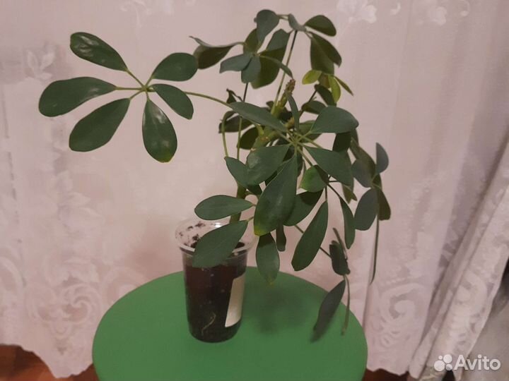 Комнатные цветы шефлера