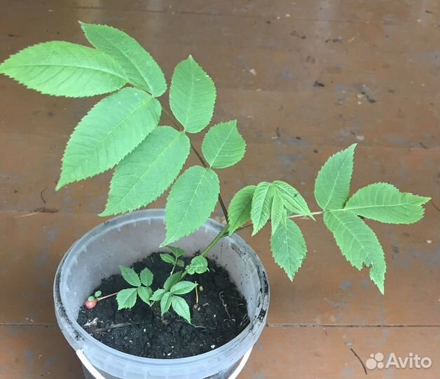 Маньчжурский орех саженец