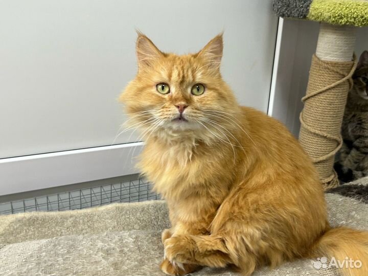 Кот бесплатно в добрые руки