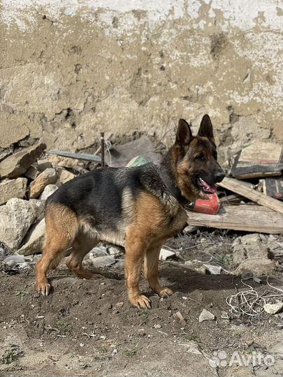 Немецкая овчарка