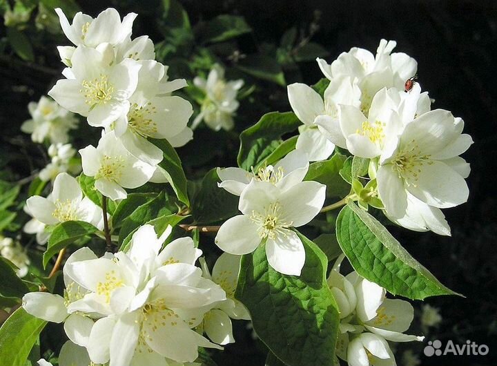 Чубушник венечный (Жасмин садовый)