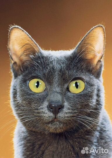 Льготная кастрация, стерилизация кошек