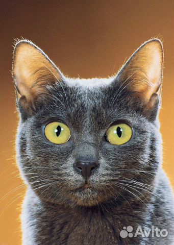 Льготная кастрация, стерилизация кошек