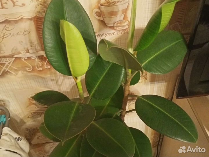 Парочка фикусов