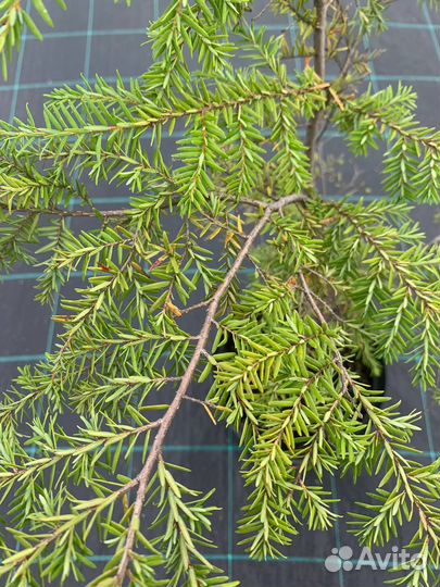 Тсуга канадская