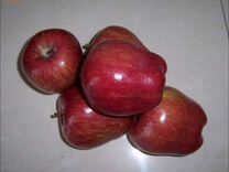 Саженцы яблони(сорт Превосходный)