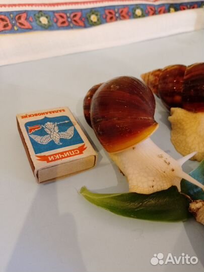 Улитки ахатины