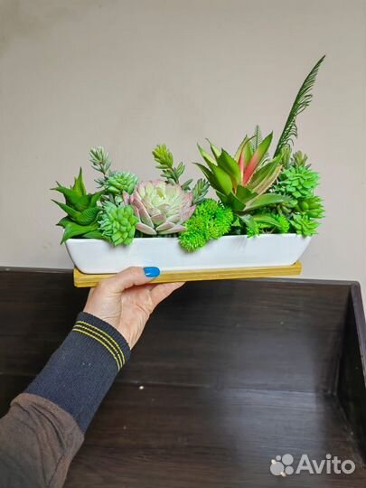 Суккуленты. Растения в кашпо. Декор. Подарок, от