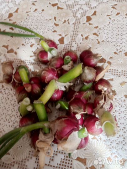 Лук многоярусный