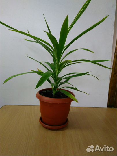 Комнатные цветы