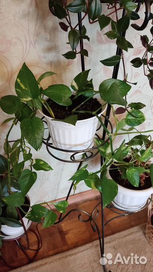 Сциндапсус золотистый