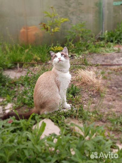 Кошки в добрые руки