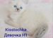 Невские маскарадные котята с документами WCF