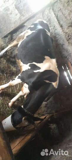 Домашние животные